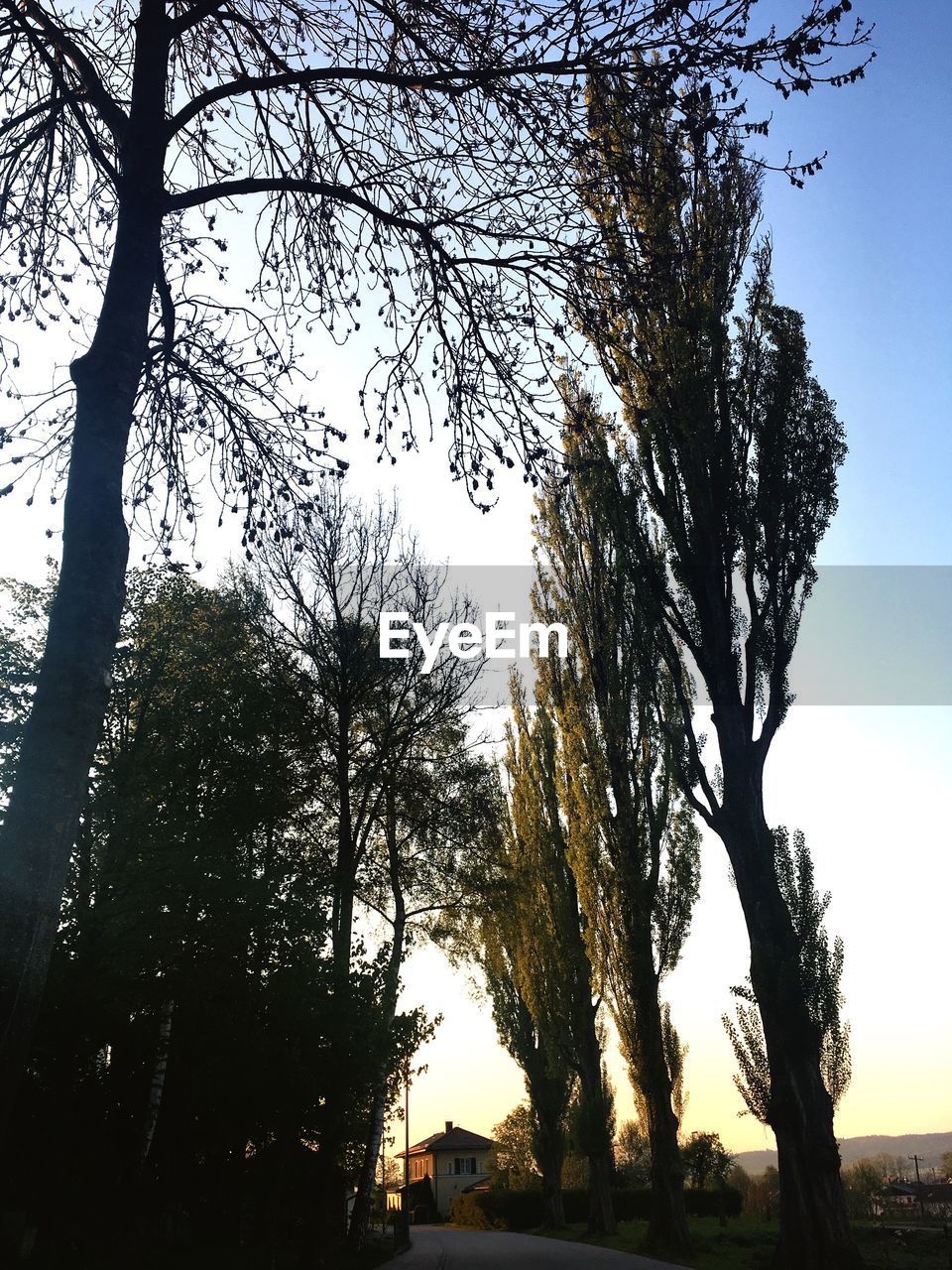 LOW ANGLE VIEW OF TREE AGAINST SKY