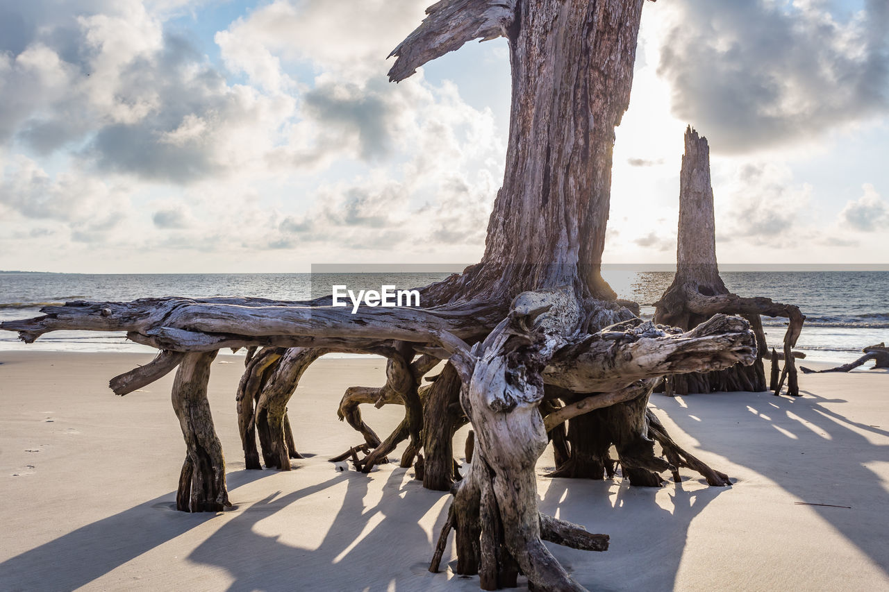 Close-up of tree trunk by sea against sky