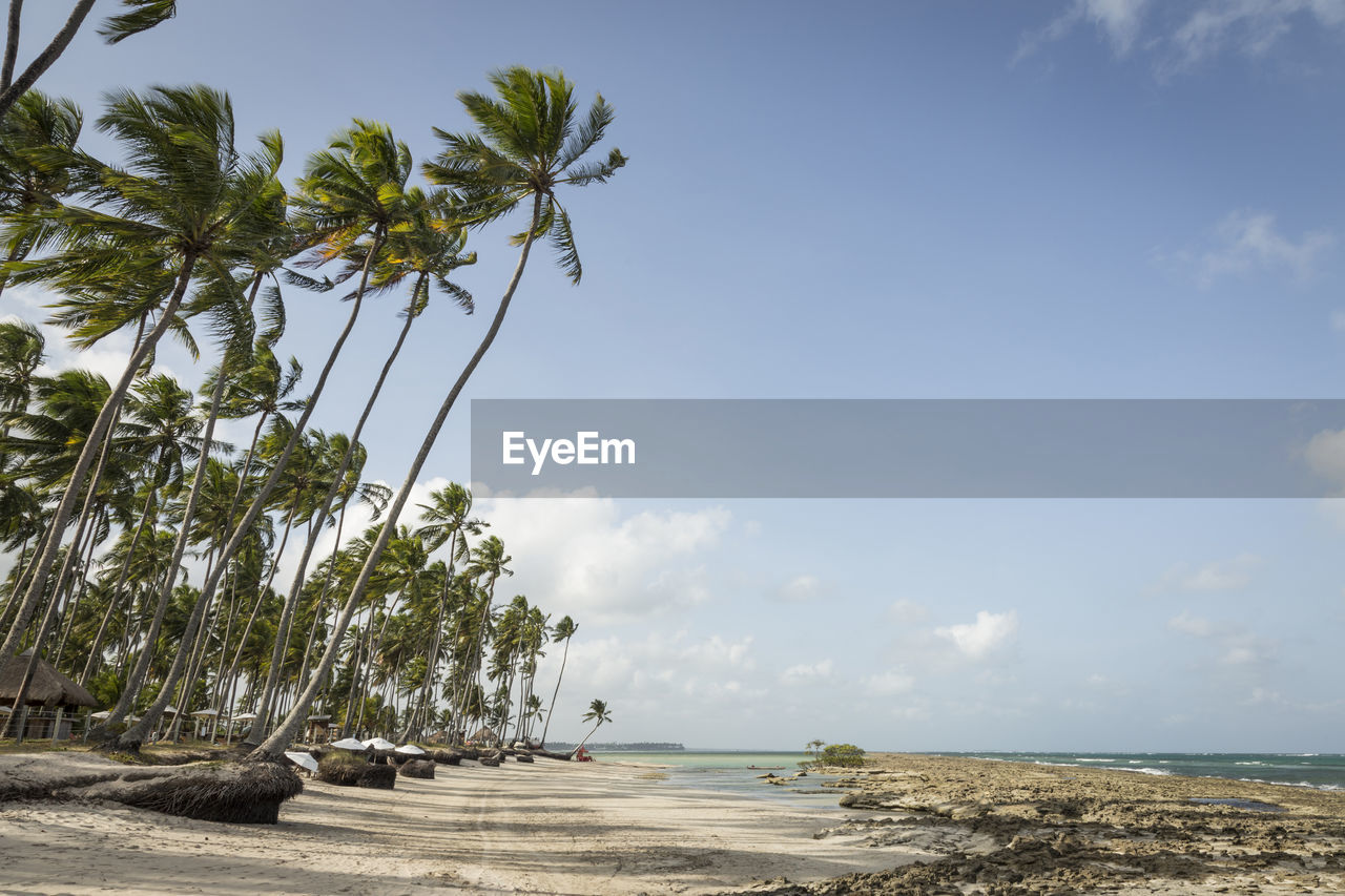 SCENIC VIEW OF PALM TREES ON BEACH AGAINST SKY