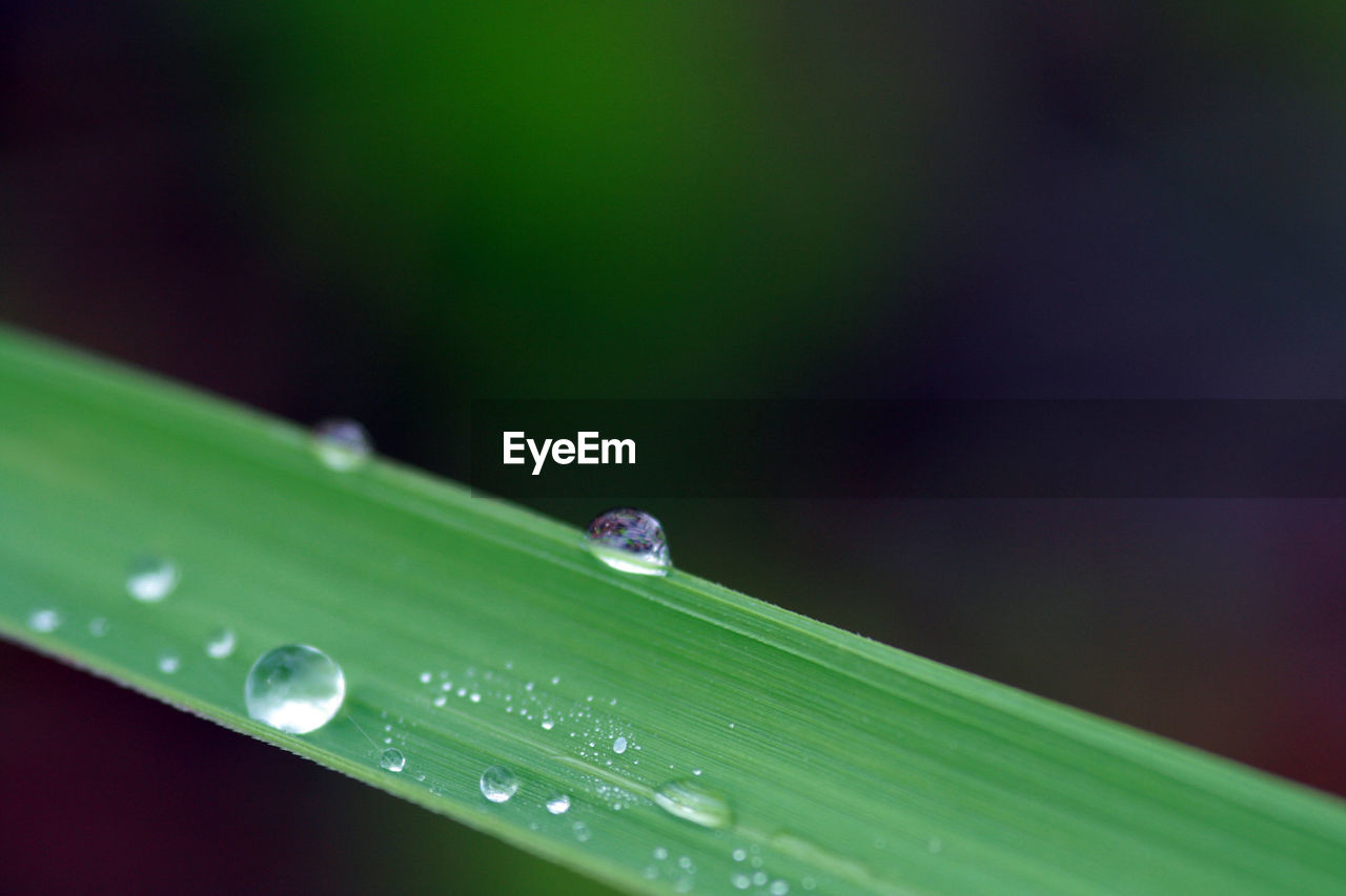 Close up of dew drops on grass blade