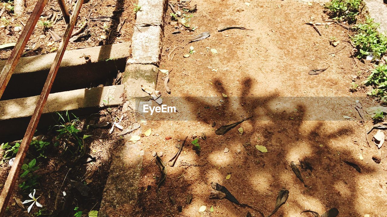 CLOSE-UP OF SHADOW ON GROUND