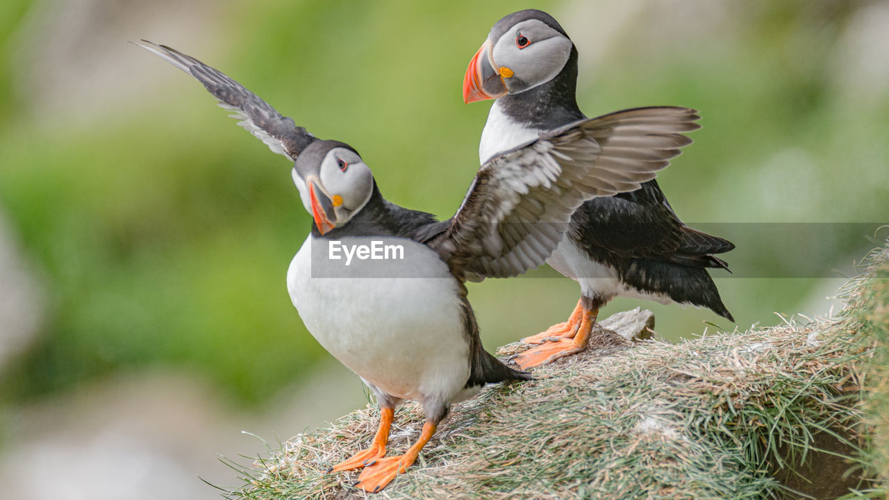 bird, animal themes, animal, animal wildlife, wildlife, beak, puffin, group of animals, nature, two animals, animal body part, flying, animal wing, no people, outdoors, feather, spread wings, eating, beauty in nature