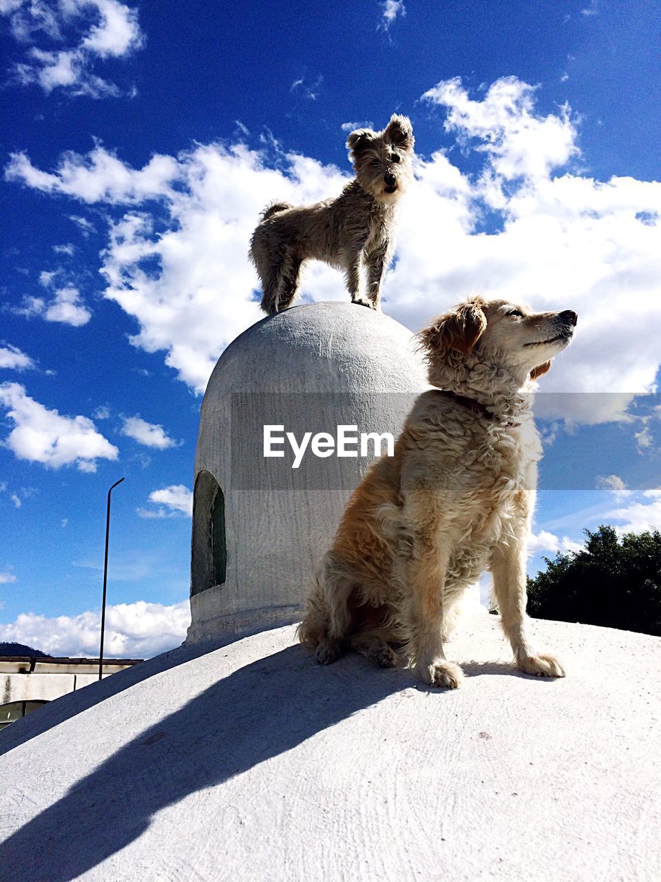 Low angle view of dogs on roof during sunny day