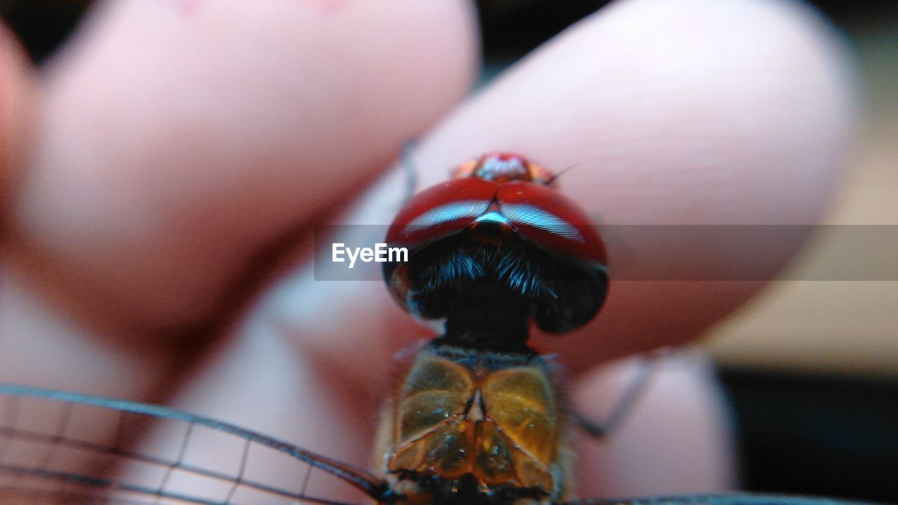 CLOSE-UP OF INSECT