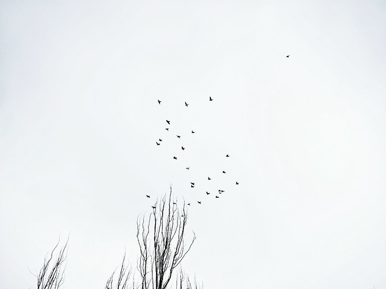 LOW ANGLE VIEW OF BIRDS AGAINST CLEAR SKY