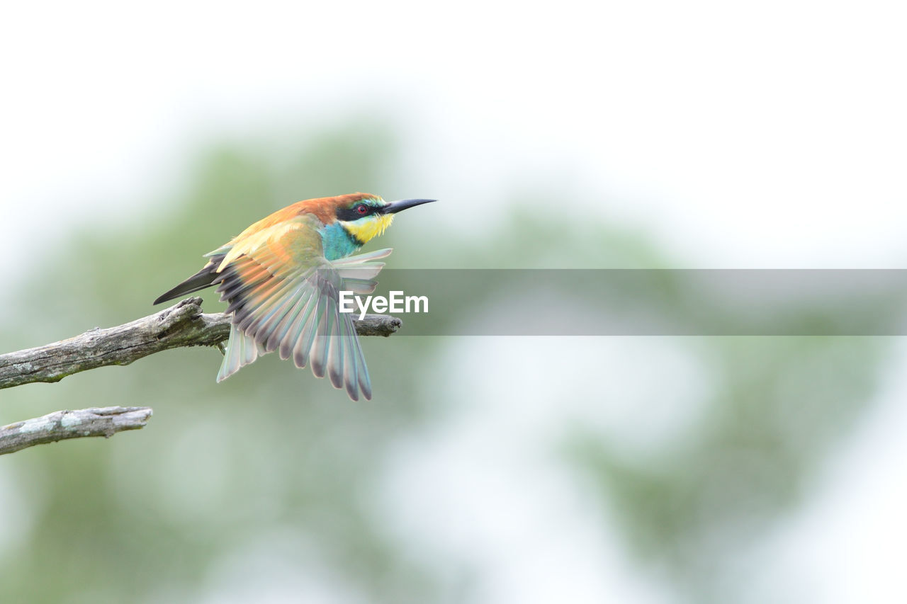 CLOSE-UP OF A BIRD FLYING OVER BLURRED BACKGROUND