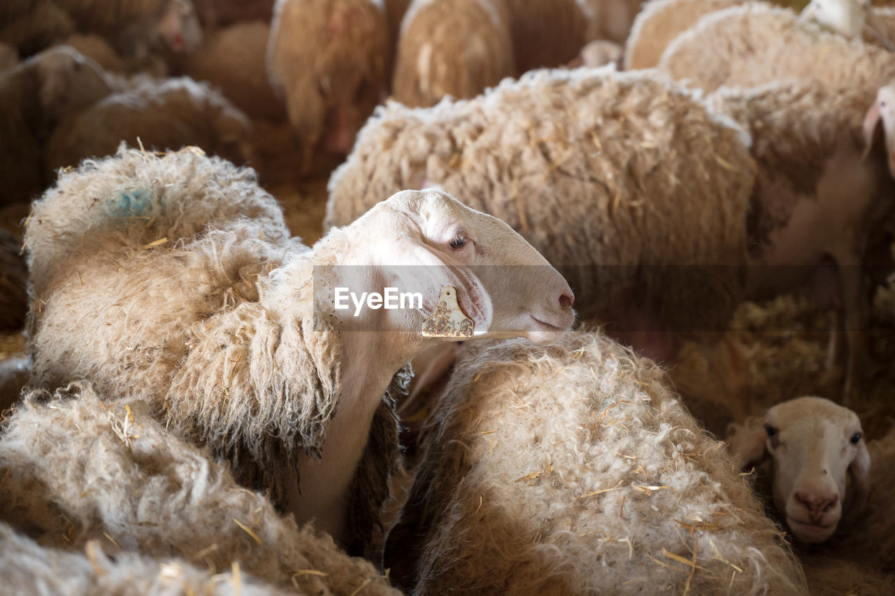 high angle view of sheep on field