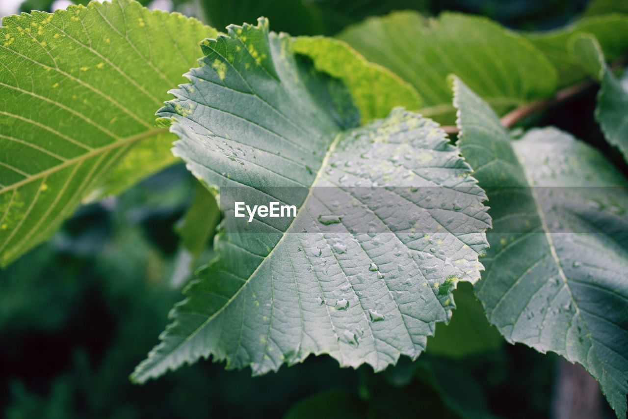 Close-up of water drops on leaf