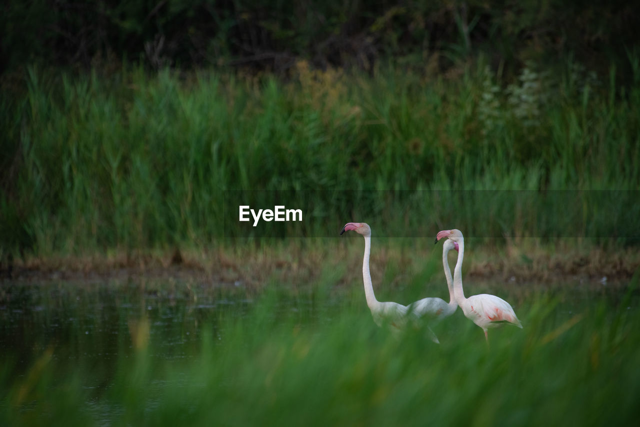 close-up of swans on lake