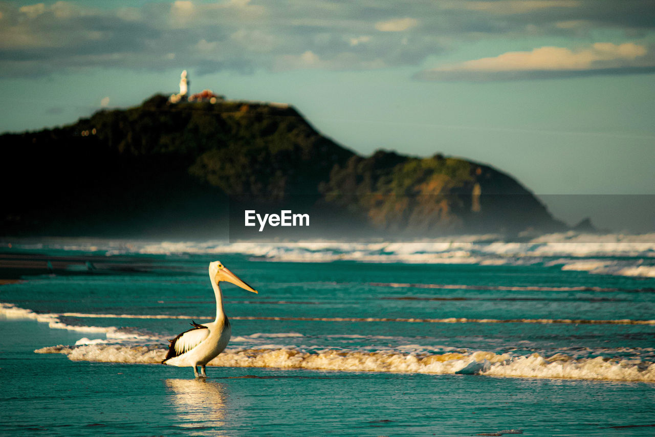 close-up of bird on beach against sky