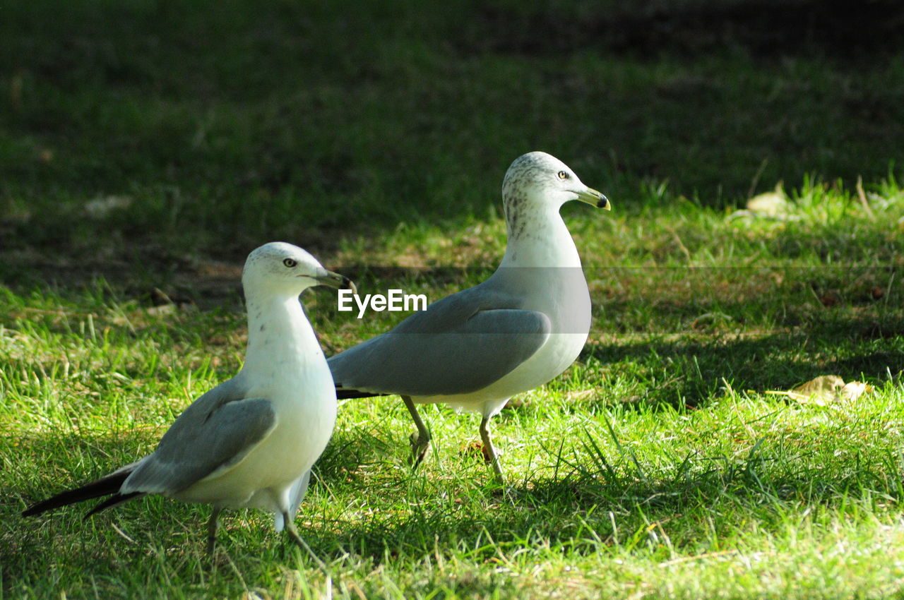 SEAGULL ON GRASS