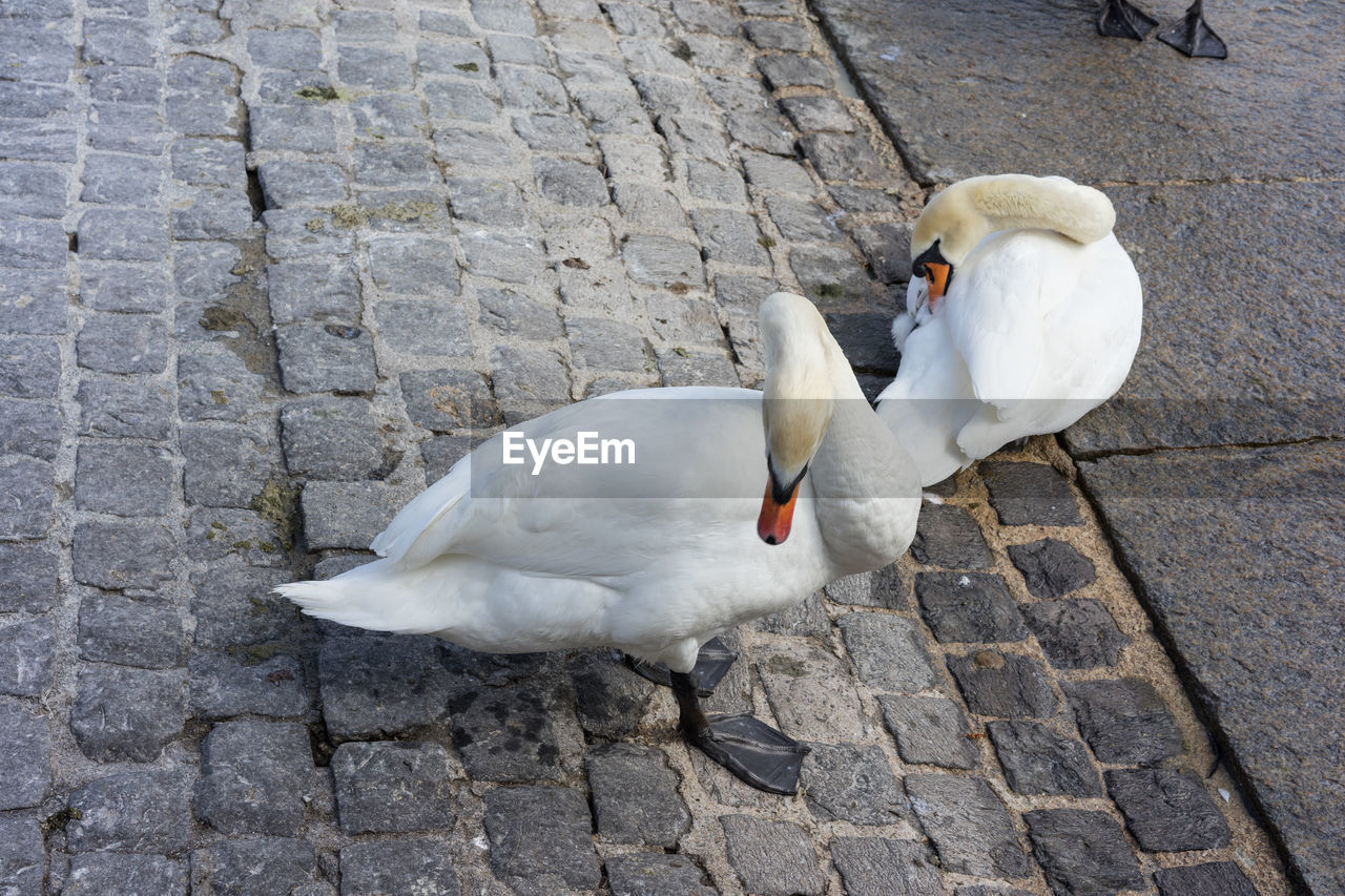 HIGH ANGLE VIEW OF DUCK