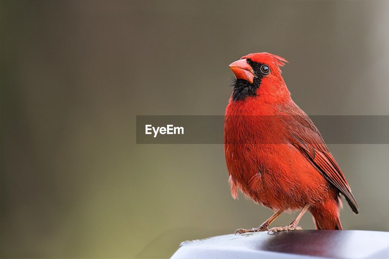 bird, animal themes, animal, animal wildlife, one animal, beak, red, wildlife, perching, close-up, cardinal - bird, nature, house finch, songbird, no people, focus on foreground, full length, beauty in nature, outdoors, day