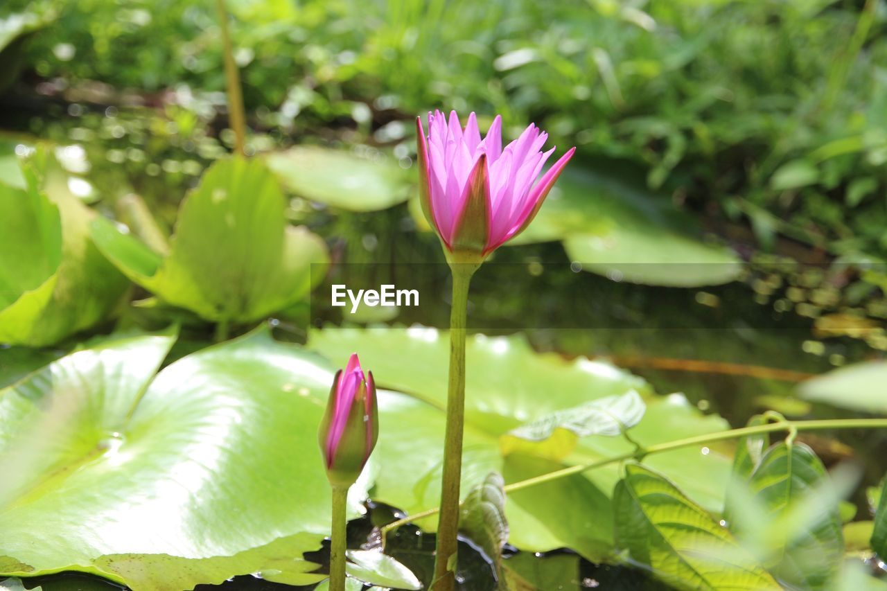 CLOSE-UP OF LOTUS WATER LILY IN GARDEN