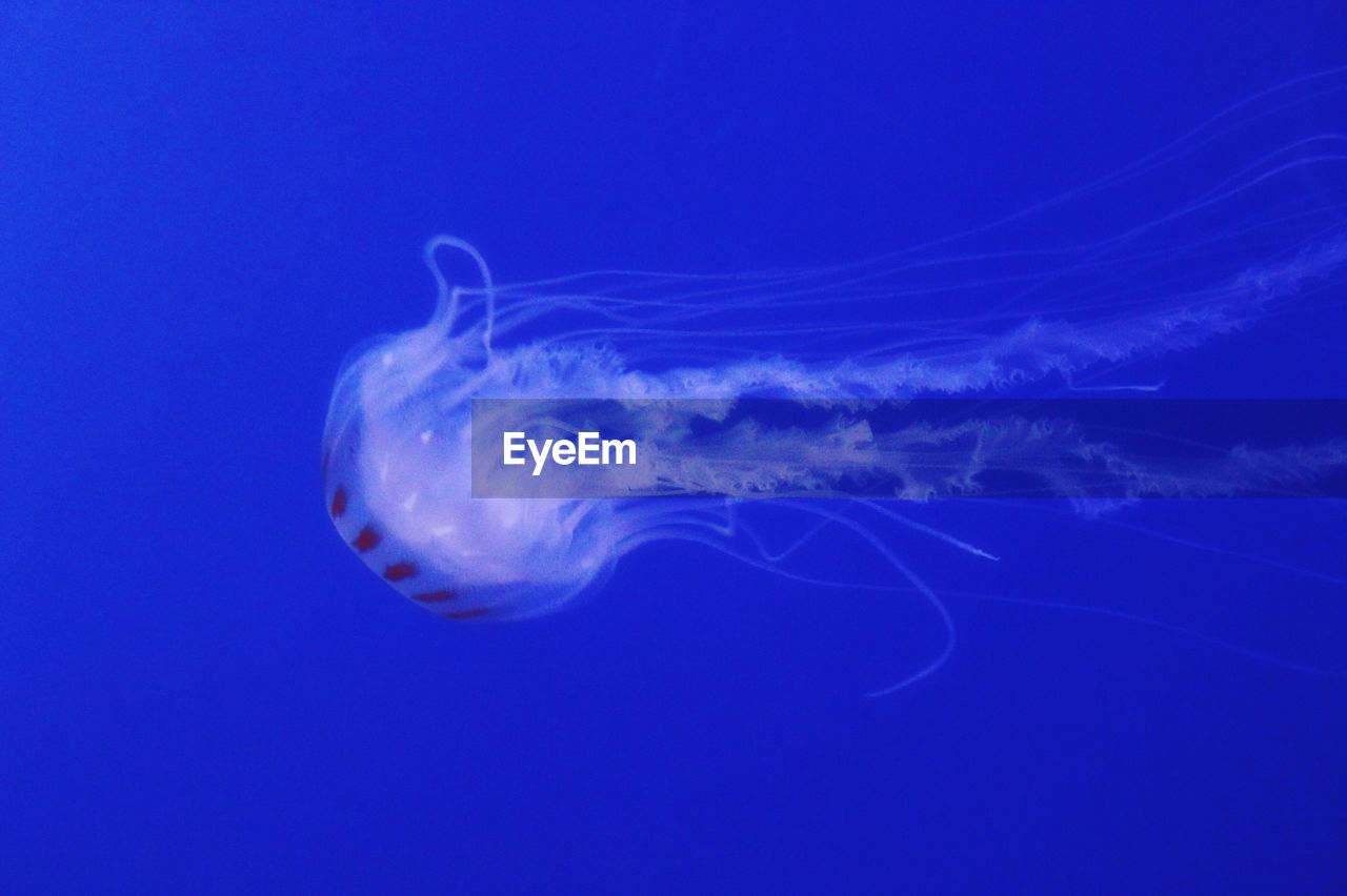 Close-up of jellyfish swimming in sea