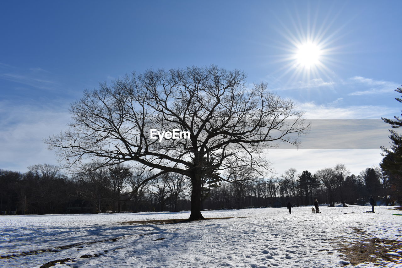 Bare trees on snow covered landscape against sky