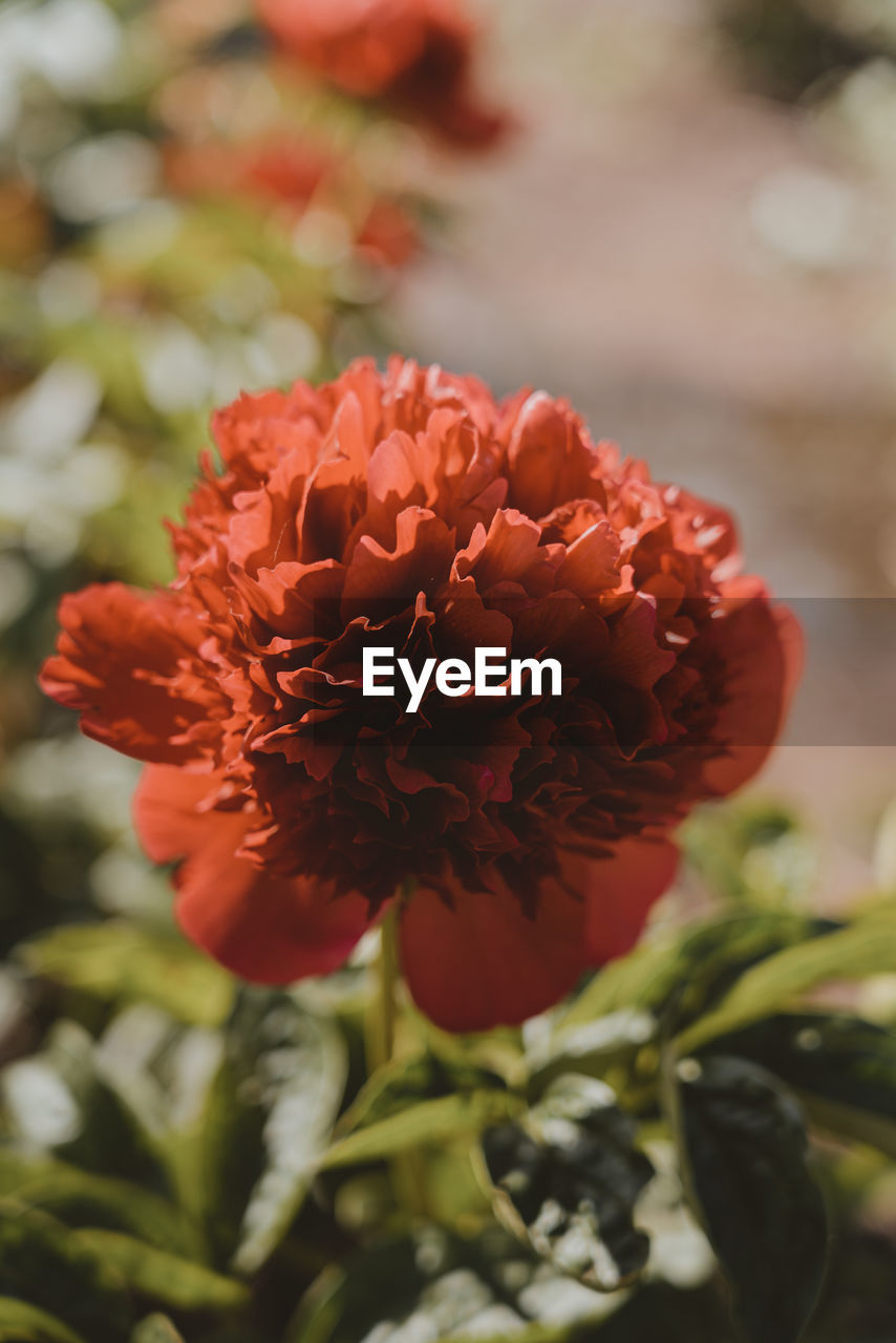 Close-up of red flowering plant