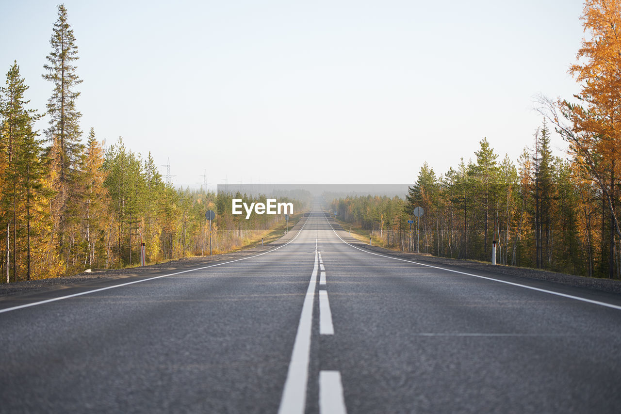 Ground level of straight empty road going through coniferous woods in autumn on sunny day