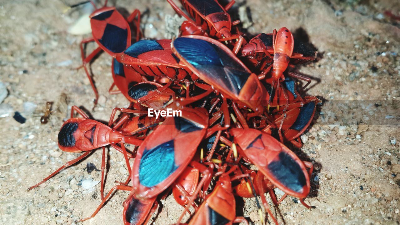 Close-up high angle view of insects on ground