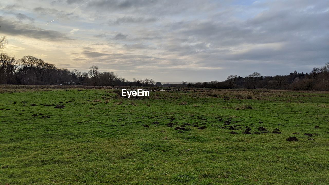 VIEW OF SHEEP ON LANDSCAPE