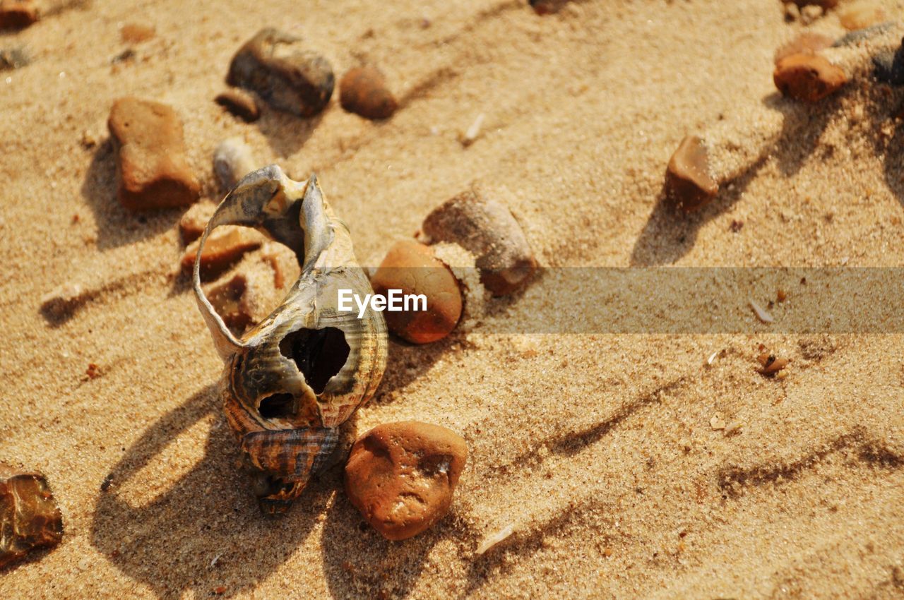 High angle view of crab on sand