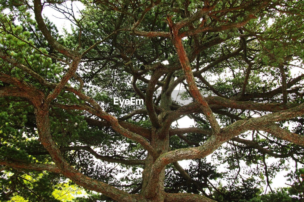 LOW ANGLE VIEW OF TREE AGAINST SKY IN FOREST