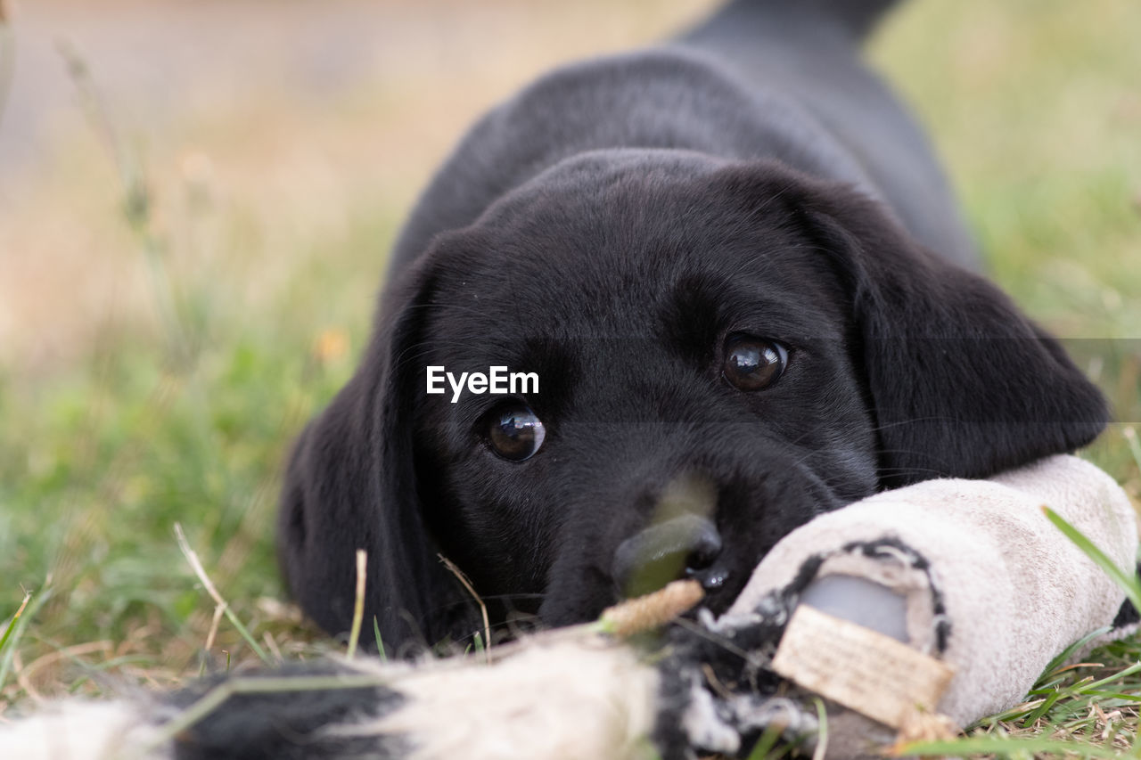 Cute portrait of an 8 week old black labrador puppy sitting on the grass with it's favourite toy