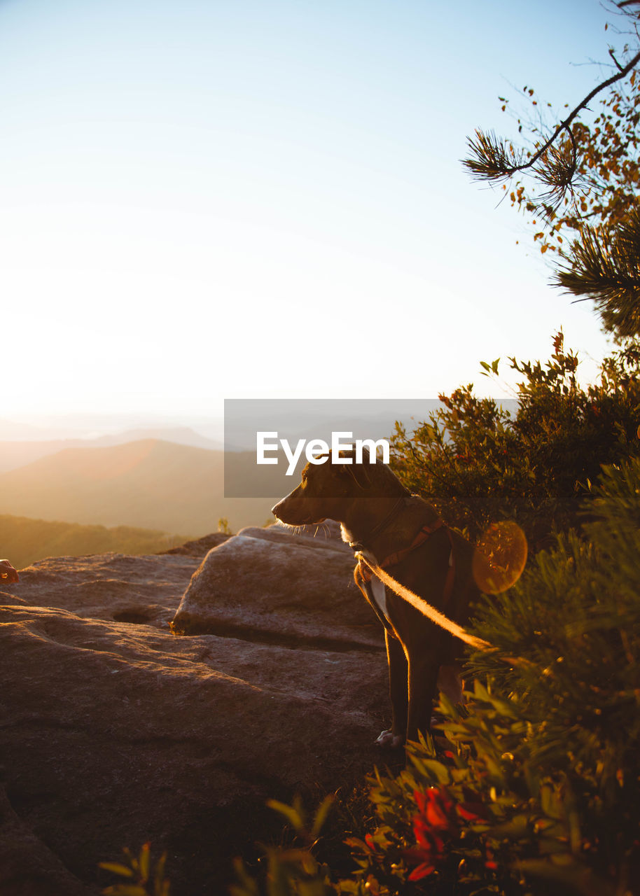 Dog beside plant on rock against sky