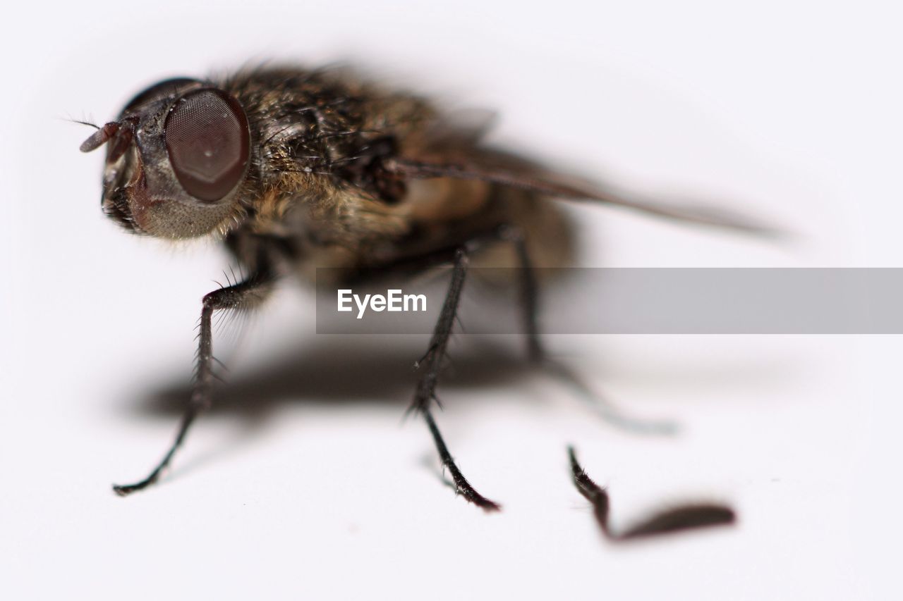 EXTREME CLOSE-UP OF FLY
