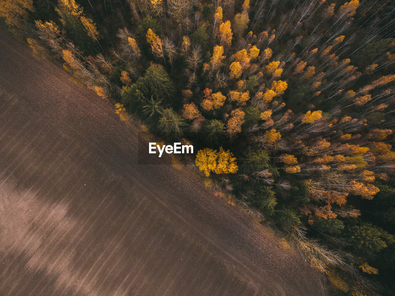 Aerial view of trees growing by land