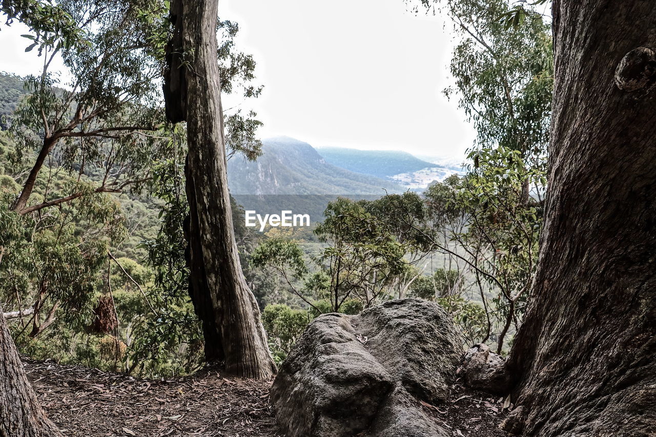 TREES GROWING IN FOREST