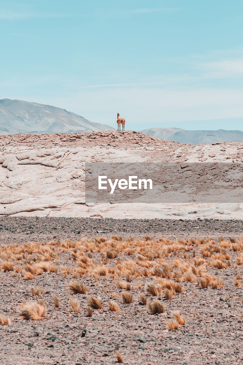 Guanaco on hill against blue sky in chilean atacama desert