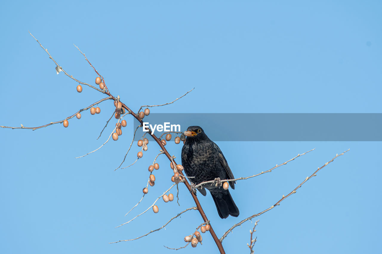 LOW ANGLE VIEW OF BIRD PERCHING ON BRANCH AGAINST SKY