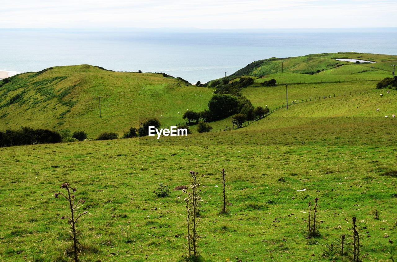 Scenic view of agricultural field against sky