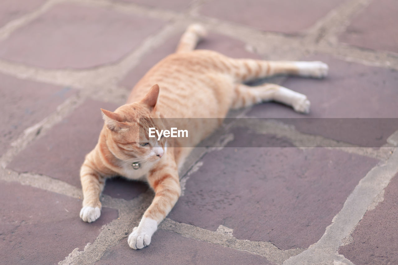 HIGH ANGLE VIEW OF CAT ON FOOTPATH