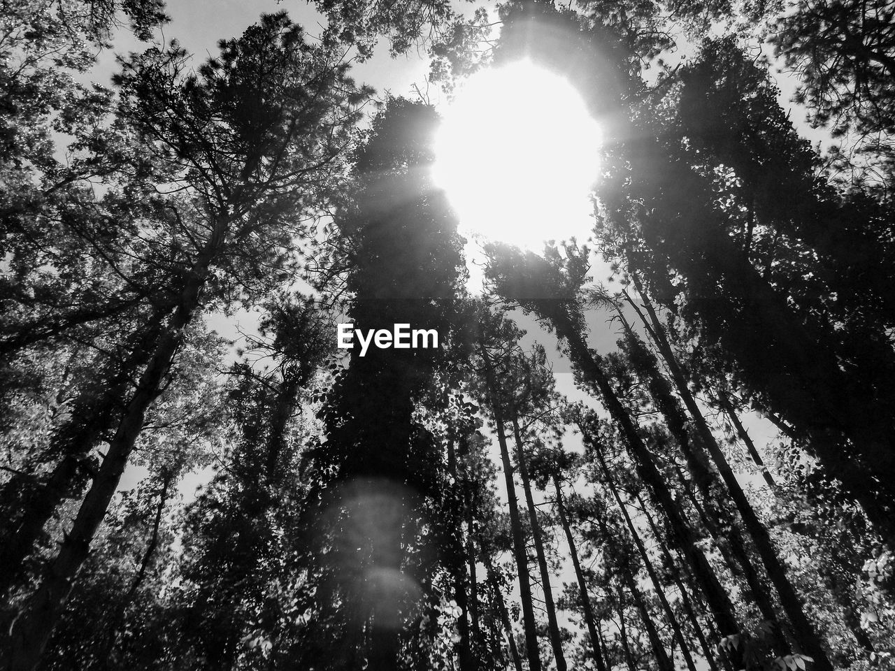 LOW ANGLE VIEW OF TREES AGAINST SKY