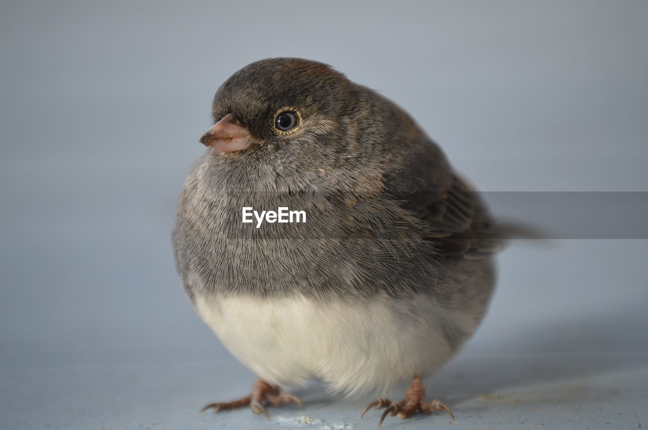 CLOSE-UP OF BIRD