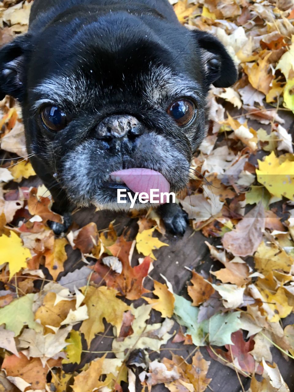 Close-up portrait of dog in autumn