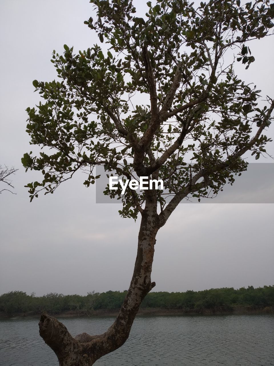 TREE ON LAKE AGAINST SKY