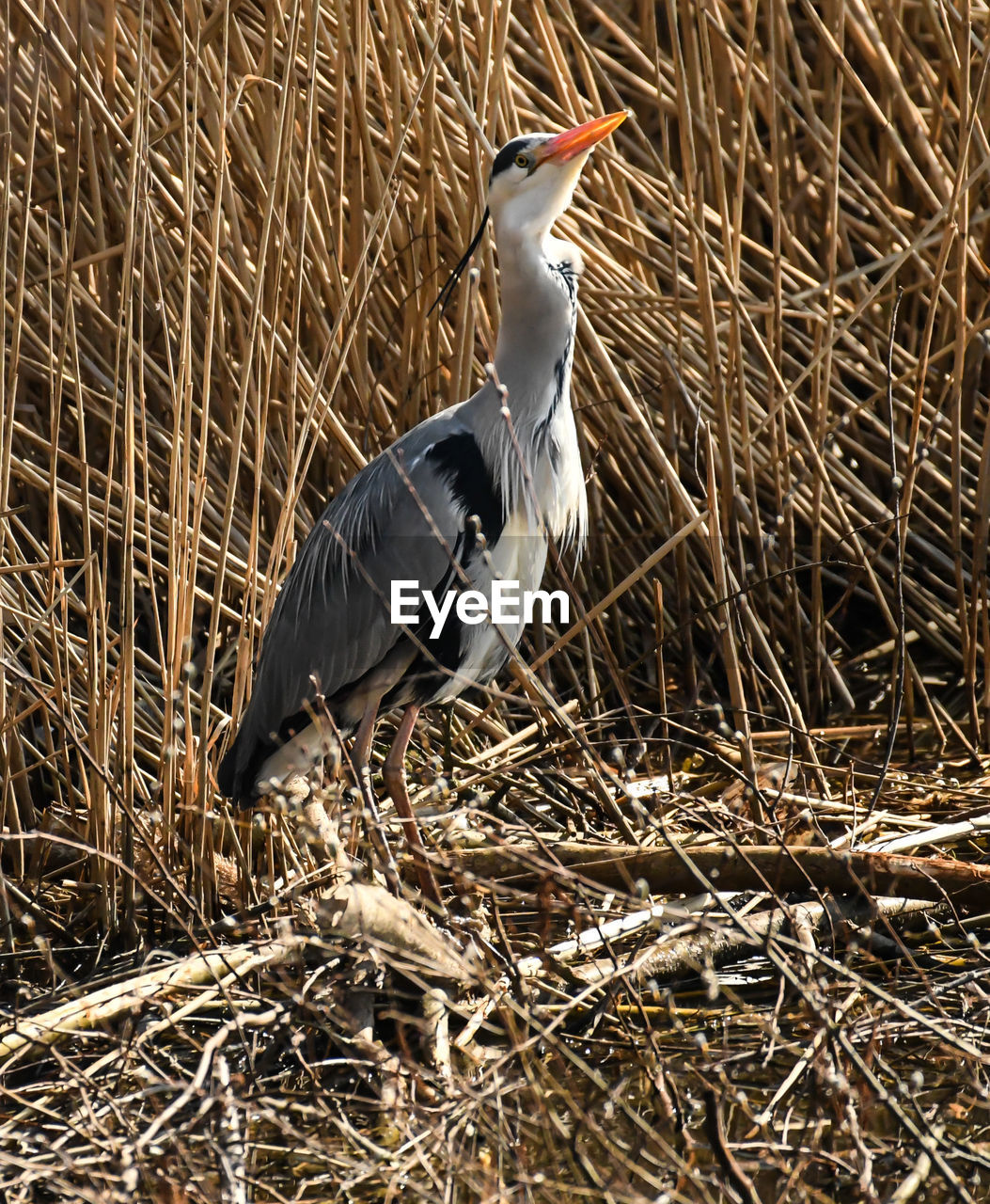 animal themes, animal, bird, animal wildlife, wildlife, one animal, no people, nature, plant, beak, day, perching, hay, outdoors, grass, sunlight, land
