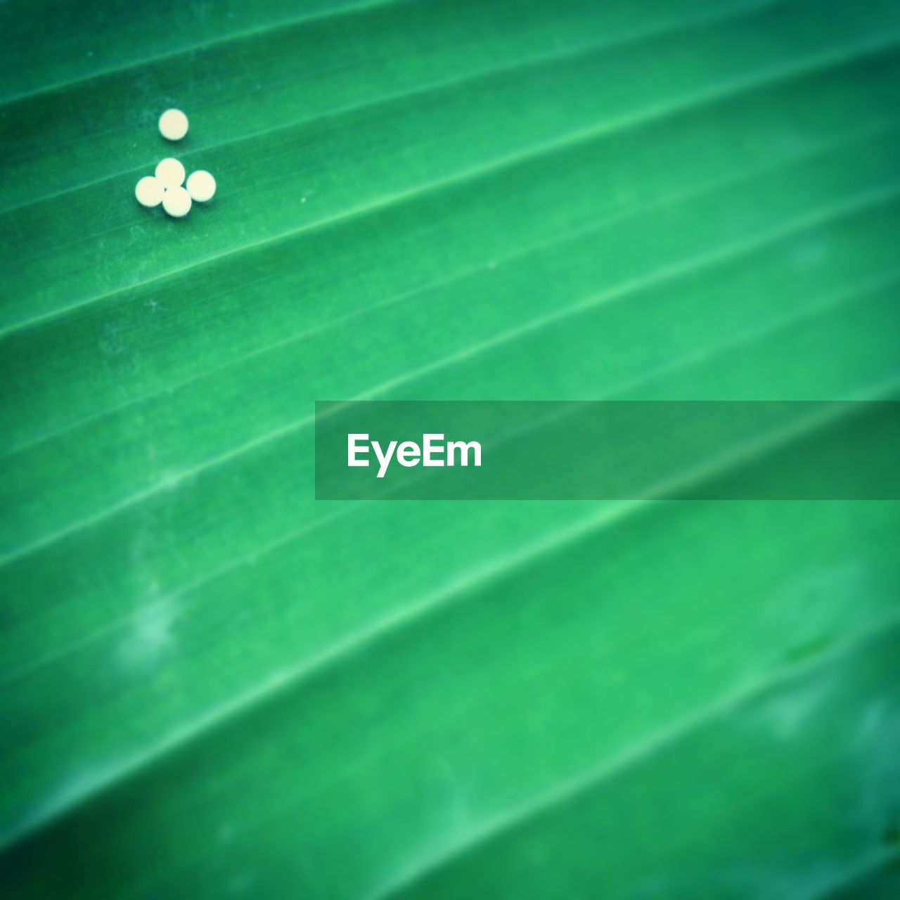 CLOSE-UP OF WATER DROPS ON LEAVES