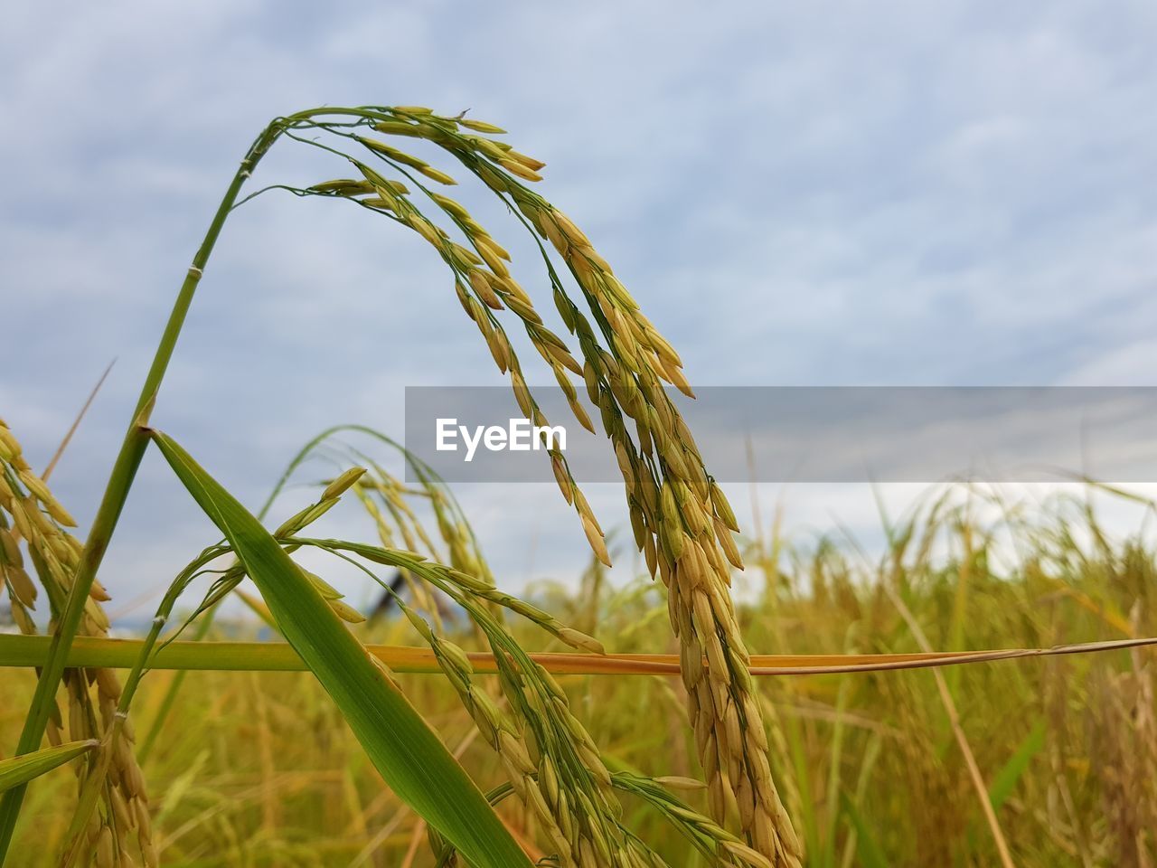 CLOSE-UP OF STALKS AGAINST CLEAR SKY