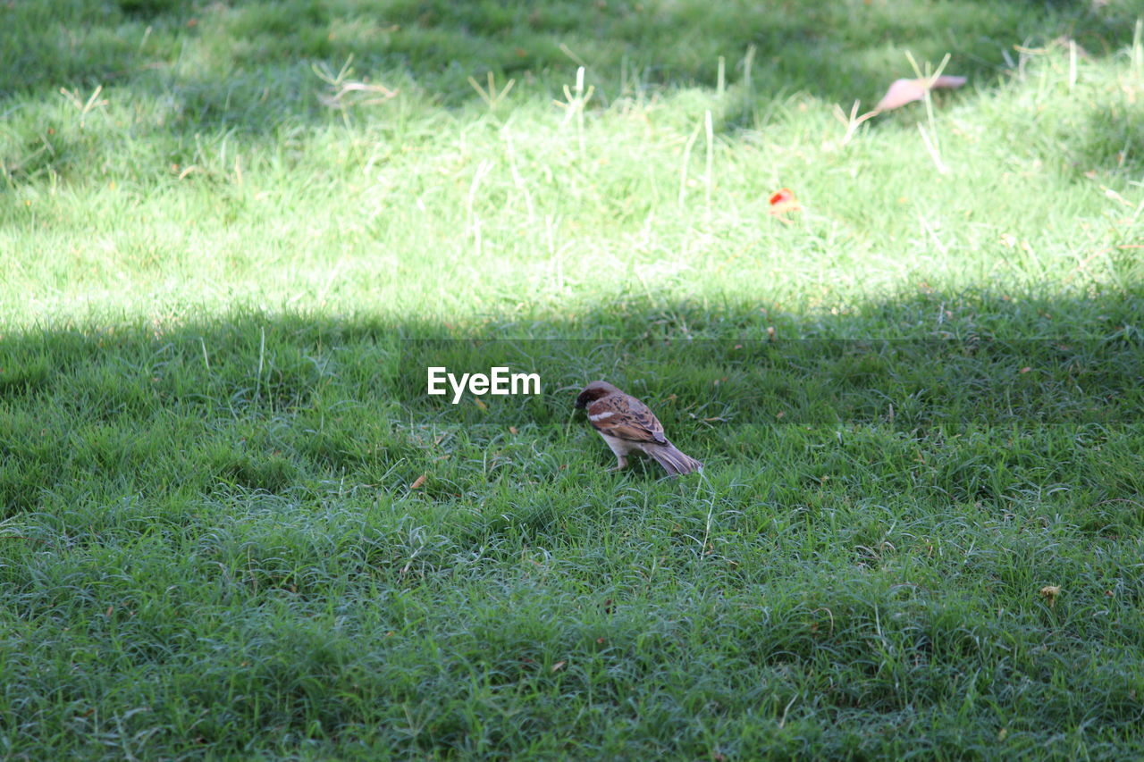 BIRD PERCHING ON GRASSY FIELD