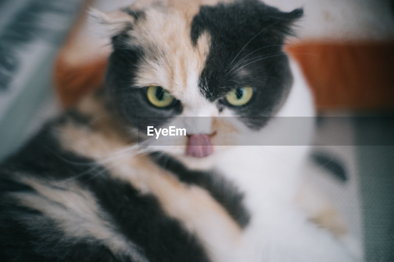 Close-up of cat at home