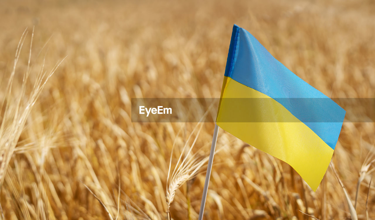 Pray for ukraine. ukrainian national flag on the background of wheat. independence day 24 august