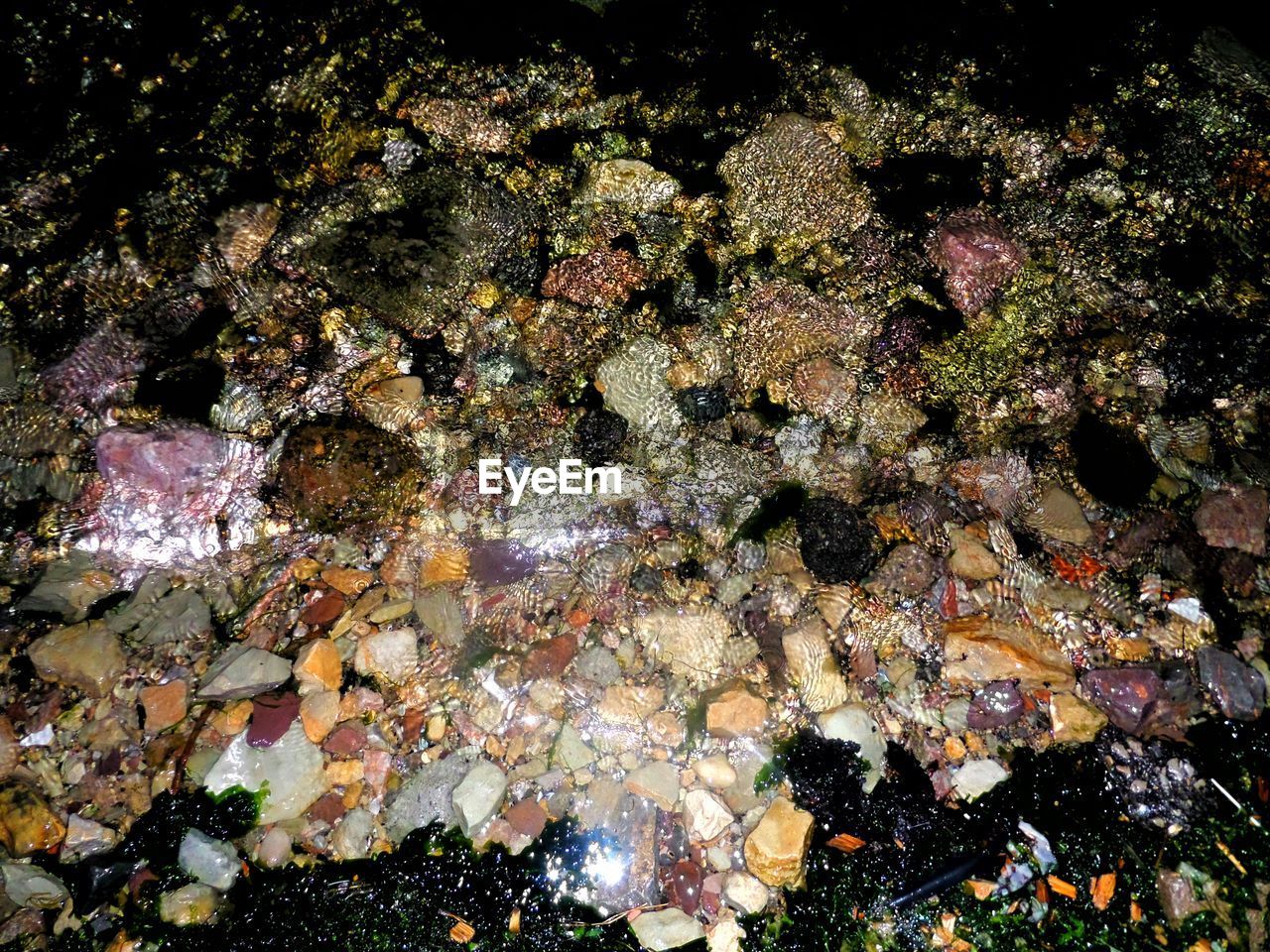 VIEW OF CORAL IN WATER