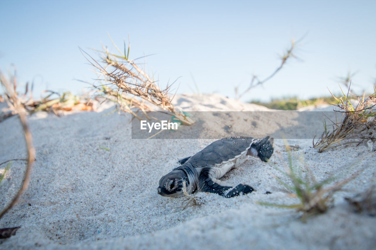 Sea turtle hatchling at beach