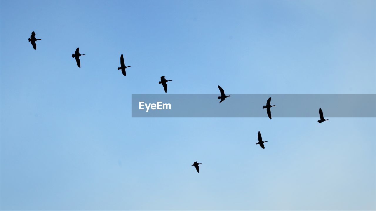 LOW ANGLE VIEW OF BIRDS FLYING