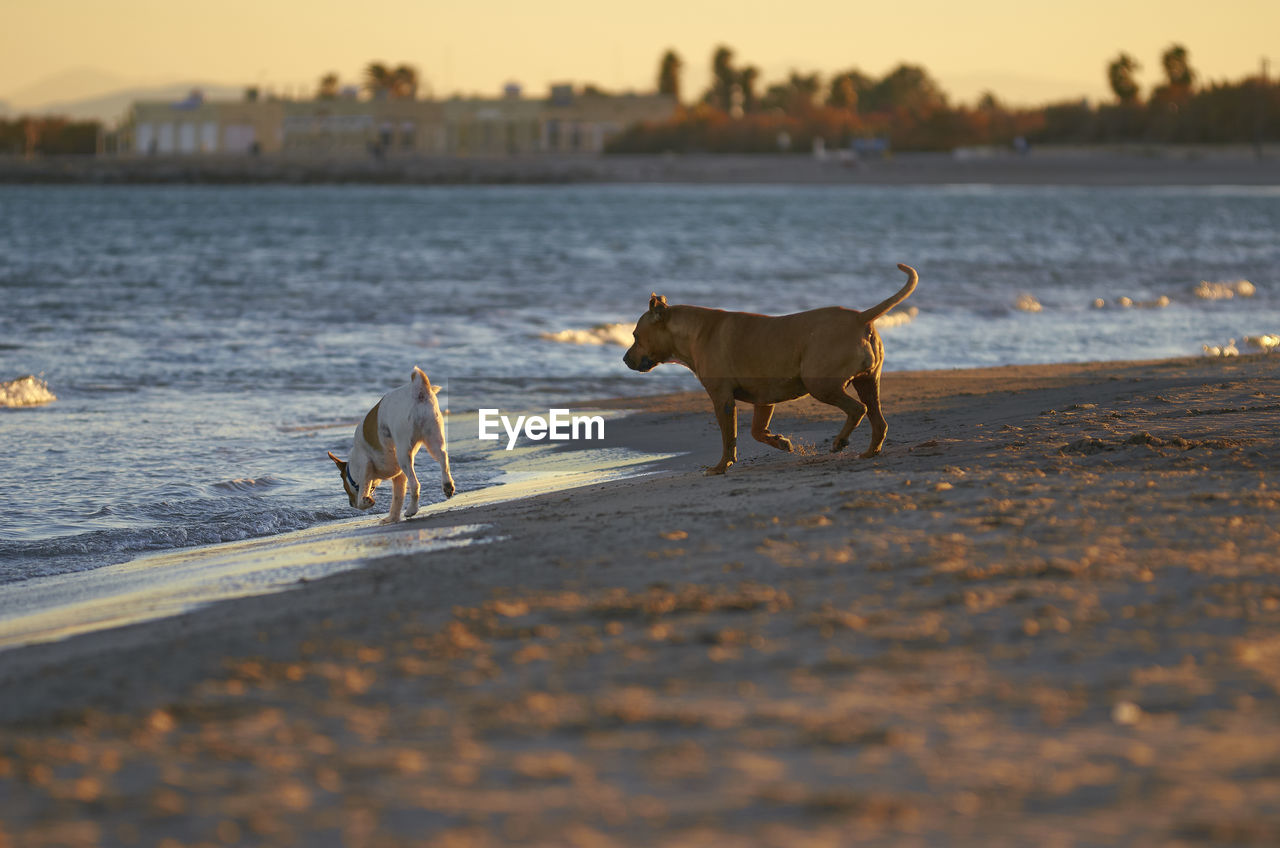 DOGS AT BEACH