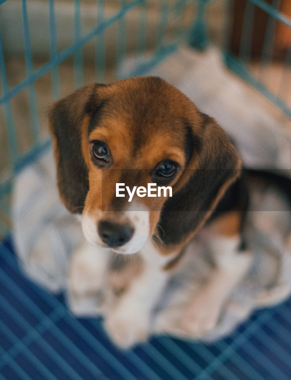 Close-up of a beagle puppy